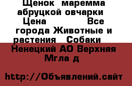 Щенок  маремма абруцкой овчарки › Цена ­ 50 000 - Все города Животные и растения » Собаки   . Ненецкий АО,Верхняя Мгла д.